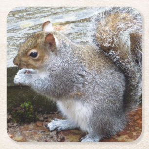 Niedlich Wild Gray Squirrel (UK) Rechteckiger Pappuntersetzer