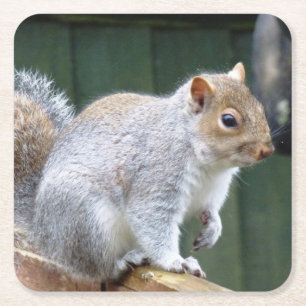Niedlich Wild Gray Squirrel (UK) Rechteckiger Pappuntersetzer