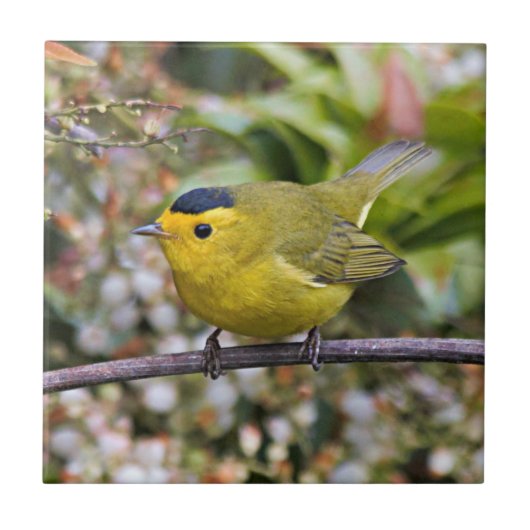 Niedlich Wilson's Warbler Songbird auf der Grapevi Fliese (Vorderseite)