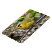 Niedlich Wilson's Warbler Songbird auf der Grapevi Magnet (Linke Seite)
