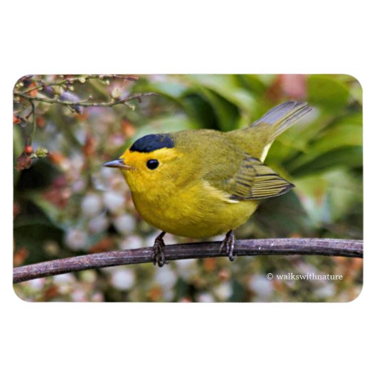Niedlich Wilson's Warbler Songbird auf der Grapevi Magnet (Horizontal)