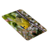 Niedlich Wilson's Warbler Songbird auf der Grapevi Magnet (Rechte Seite)