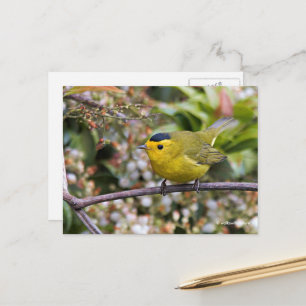 Niedlich Wilson's Warbler Songbird auf der Grapevi Postkarte