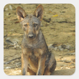 Niedlich Wolf Cub Quadratischer Aufkleber