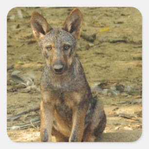 Niedlich Wolf Cub Quadratischer Aufkleber