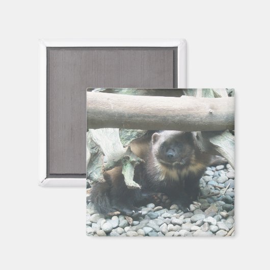 Niedlich Wolverine Magnet (Vorderseite/Rückseite)