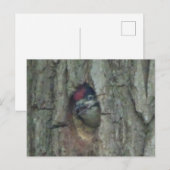 Niedlich Woodpecker Youngling DIY Postkarte (Vorne/Hinten)