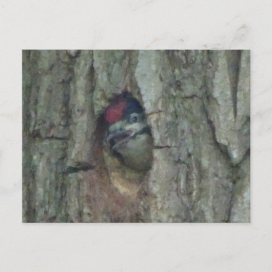 Niedlich Woodpecker Youngling DIY Postkarte (Vorderseite)