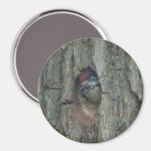 Niedlich Woodpecker Youngling Magnet (Vorderseite/Rückseite)