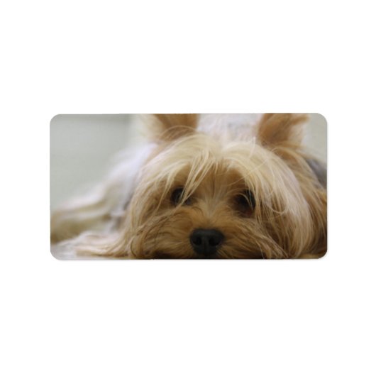 Niedlich Yorkie Adressaufkleber (Vorne)