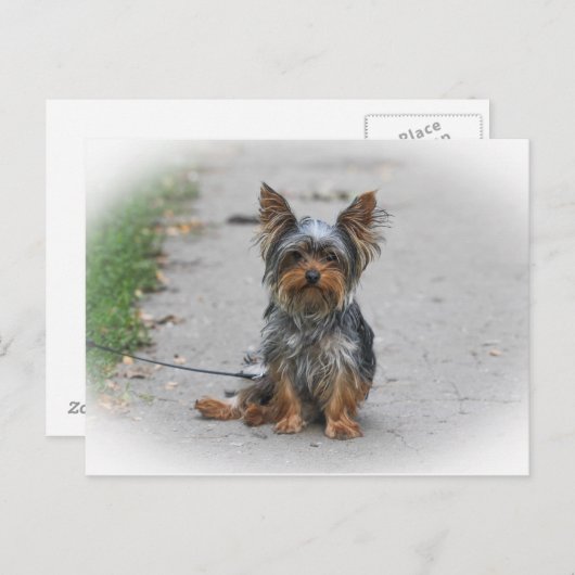 Niedlich Yorkie Postkarte (Vorne/Hinten)
