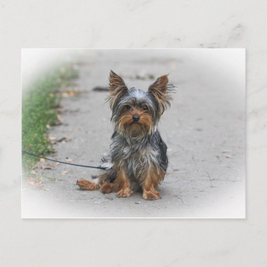 Niedlich Yorkie Postkarte (Vorderseite)