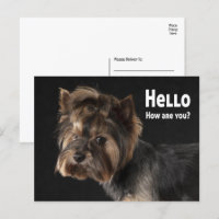 Niedlich Yorkie Puppy Dog Liebe Yorkshire Terrier