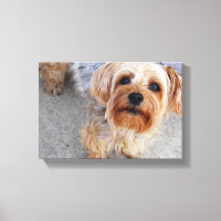 Niedlich Yorkie Puppy