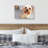 Niedlich Yorkie Puppy Leinwanddruck (Insitu (Schlafzimmer))