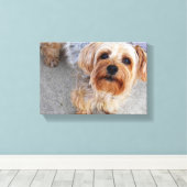 Niedlich Yorkie Puppy Leinwanddruck (Insitu (Holzboden))
