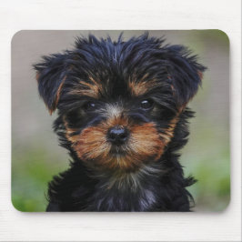 Niedlich Yorkie Puppy Mousepad