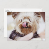 Niedlich Yorkie Terrier Postcard Postkarte (Vorne/Hinten)
