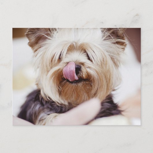 Niedlich Yorkie Terrier Postcard Postkarte (Vorderseite)