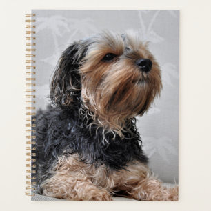 Niedlich Yorkie Yorkshire Terrier Sunbaden  Planer