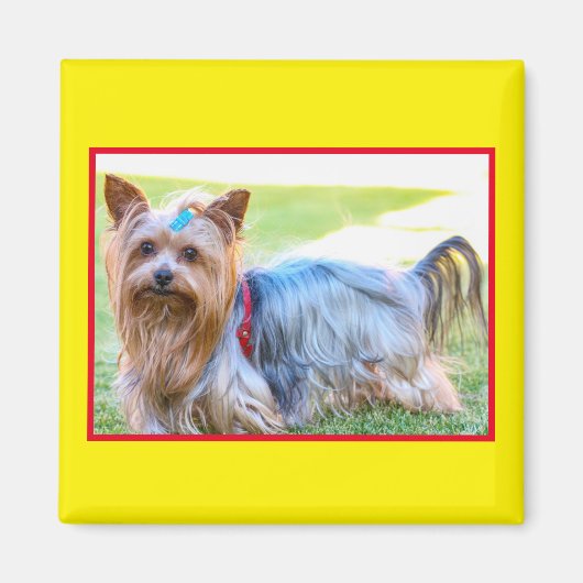 Niedlich Yorkshire Terrier Dog Body Magnet (Vorne)