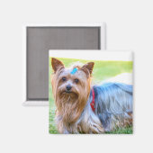 Niedlich Yorkshire Terrier Dog Body Magnet (Vorderseite/Rückseite)