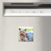 Niedlich Yorkshire Terrier Dog Body Magnet (In Situ (Geschirrspüler))