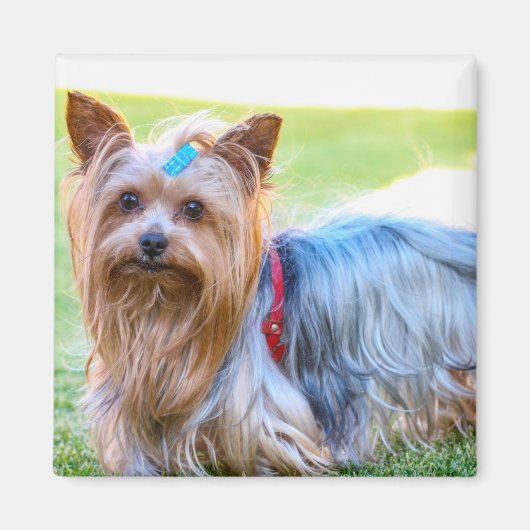 Niedlich Yorkshire Terrier Dog Body Magnet (Vorne)