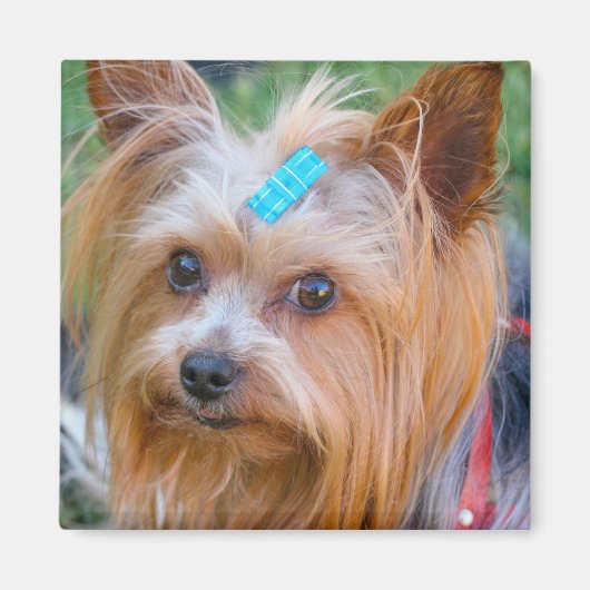 Niedlich Yorkshire Terrier Dog Head Magnet (Vorne)
