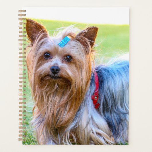 Niedlich Yorkshire Terrier Dog Head Planer (Vorderseite)