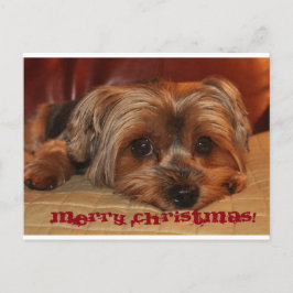 Niedlich Yorkshire Terrier Frohe Weihnachten