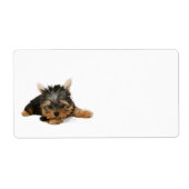 Niedlich Yorkshire Terrier Puppy (Vorne)