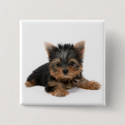 Niedlich Yorkshire Terrier Puppy Button (Vorderseite)