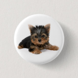 Niedlich Yorkshire Terrier Puppy Button
