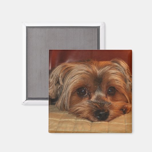 Niedlich Yorkshire Terrier Puppy Dog Magnet (Vorderseite/Rückseite)