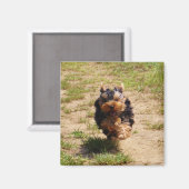 Niedlich Yorkshire Terrier Puppy läuft Magnet (Vorderseite/Rückseite)