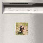 Niedlich Yorkshire Terrier Puppy läuft Magnet (In Situ (Geschirrspüler))
