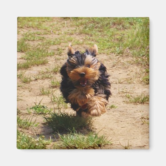 Niedlich Yorkshire Terrier Puppy läuft Magnet (Vorne)