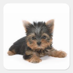 Niedlich Yorkshire Terrier Puppy Quadratischer Aufkleber