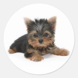 Niedlich Yorkshire Terrier Puppy Runder Aufkleber