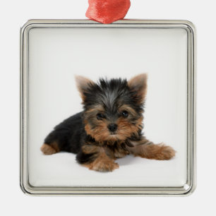 Niedlich Yorkshire Terrier Puppy Silbernes Ornament