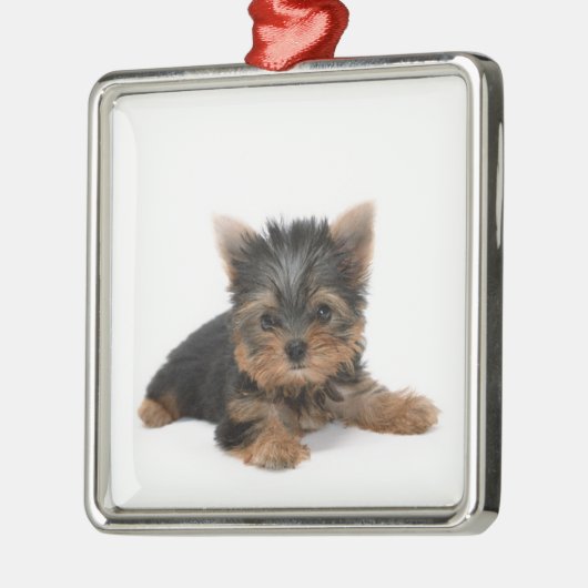 Niedlich Yorkshire Terrier Puppy Silbernes Ornament (Links)