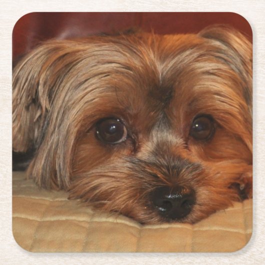 Niedlich Yorkshire Terrier Welpe Rechteckiger Pappuntersetzer (Vorderseite)