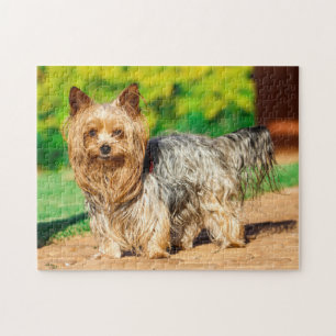 Niedlich Yorkshire Terrier Yorkie Doppy Puppy Puzzle