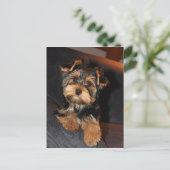 Niedlich Yorkshire Terrier Yorkie Postcard Postkarte (Stehend Vorderseite)