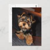 Niedlich Yorkshire Terrier Yorkie Postcard Postkarte (Vorne/Hinten)
