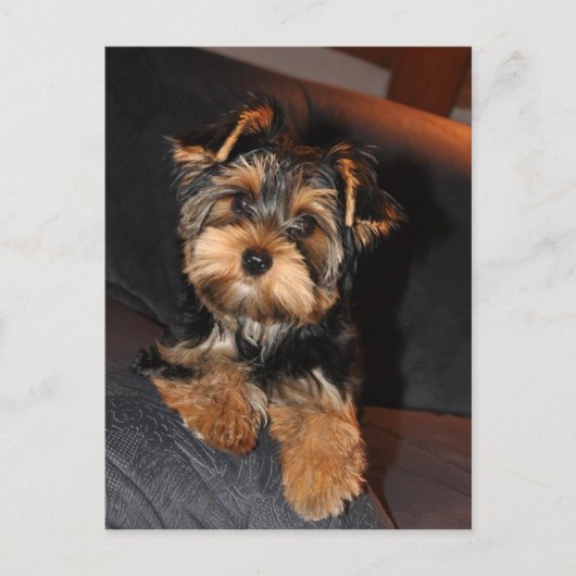 Niedlich Yorkshire Terrier Yorkie Postcard Postkarte (Vorderseite)