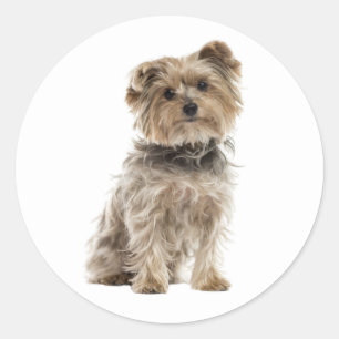 Niedlich Yorkshire Terrier Yorkie Puppy Dog Mama V Runder Aufkleber