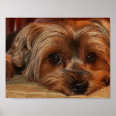 Niedlich Yorkshire Terrier Yorkie Puppy Poster (Vorne)