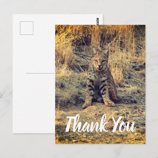 Niedlich Young Bobcat Danke Postkarte (Vorne/Hinten)